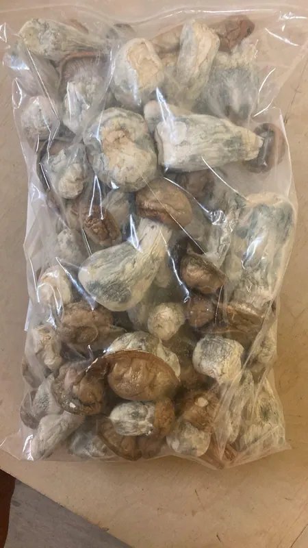 Texas Yellow Caps