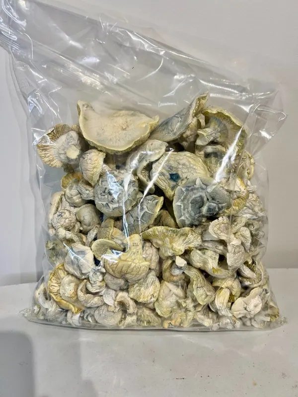 Albino Thai Lipa Yai