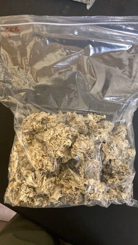 Enigma Chocolate Krinkle Brain