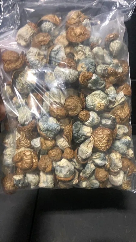 Dino Eggs